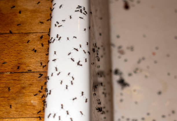 Best Mosquito Control Services  in Minneapolis, MN